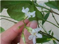 jasmin - lat. Rhyncospernum jasminoides